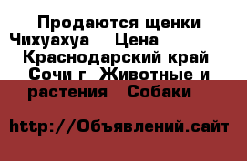 Продаются щенки Чихуахуа  › Цена ­ 10 000 - Краснодарский край, Сочи г. Животные и растения » Собаки   